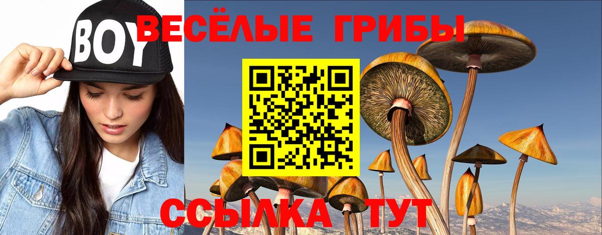 Псилоцибиновые грибы мицелий Горячий Ключ
